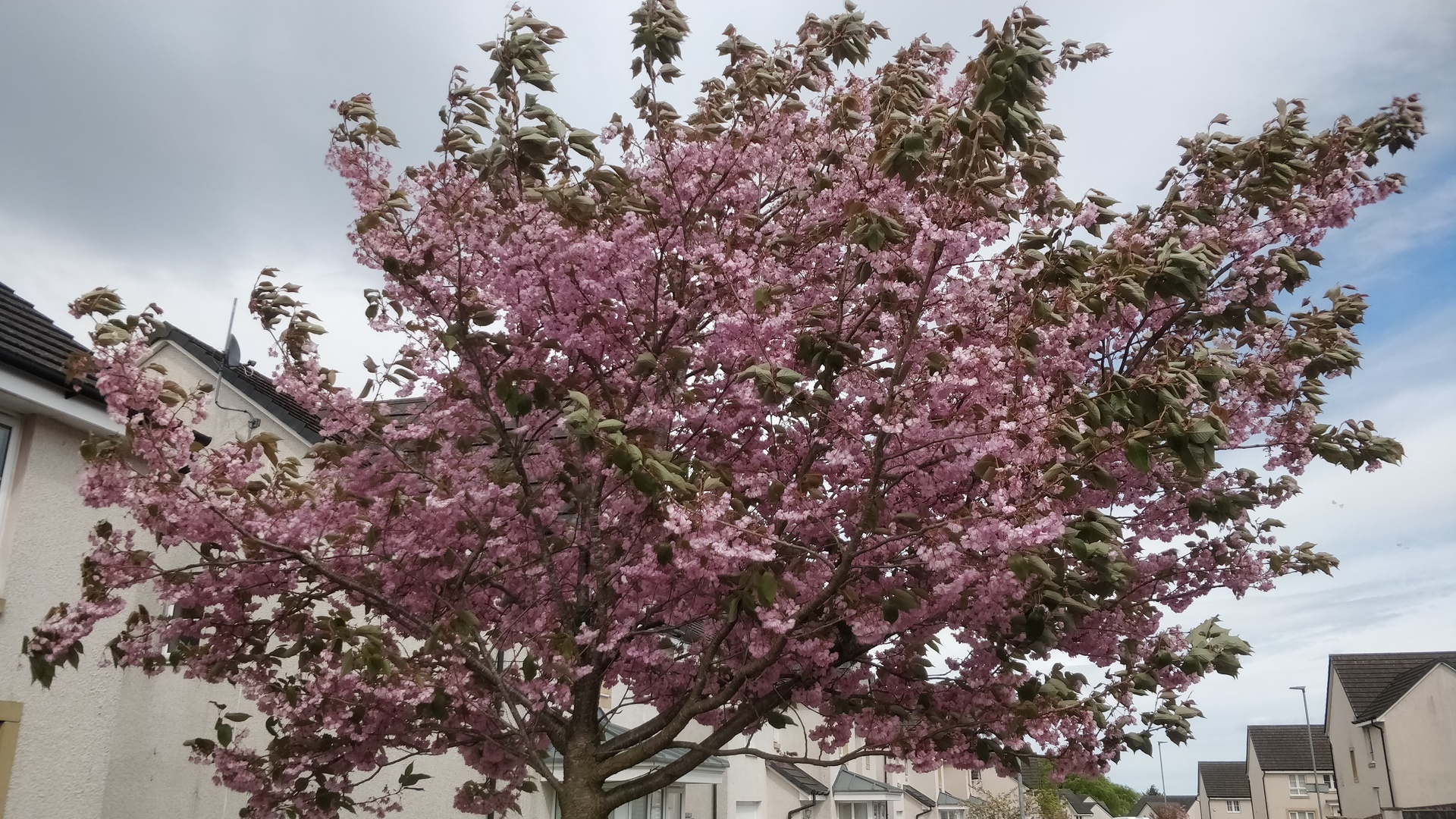Image17