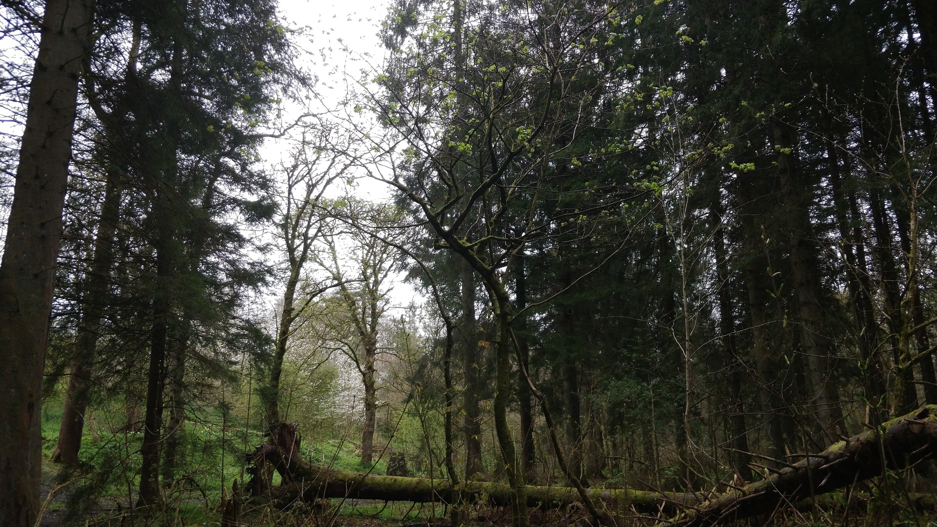 Image4